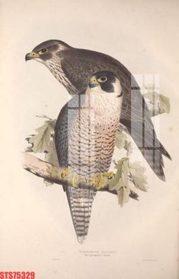 File tranh gốc in trần nhà Tranh sơn dầu phương tây tổng hợp STS75329 3D