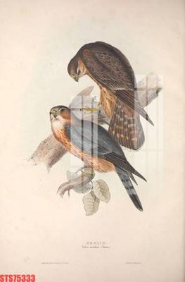 File tranh Tranh sơn dầu phương tây tổng hợp STS75333 (gốc) chủ đề tĩnh vật