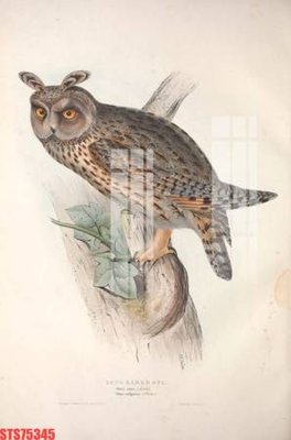 Tải file Tranh sơn dầu phương tây tổng hợp STS75345 (gốc) in ấn chất lượng