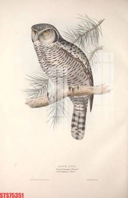 File gốc Tranh sơn dầu phương tây tổng hợp STS75351 (phiên bản chuẩn) để in ấn