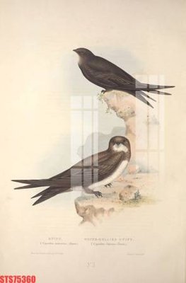 File gốc Tranh sơn dầu phương tây tổng hợp STS75360 (trang trí) cho phòng khách