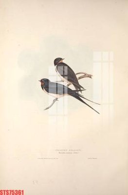 File tranh Tranh sơn dầu phương tây tổng hợp STS75361 (bản gốc) in lụa dán tường