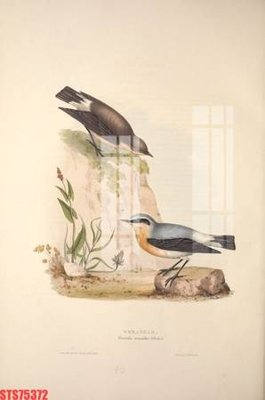 File tranh in trần Tranh sơn dầu phương tây tổng hợp STS75372 (ảnh gốc siêu nét)