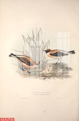 Tải file Tranh sơn dầu phương tây tổng hợp STS75373 (ảnh gốc) độ phân giải 300dpi