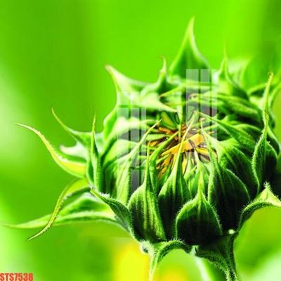 File gốc Tranh sơn dầu phương tây tổng hợp STS7538 (dành cho quảng cáo)