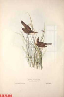 Hình ảnh file gốc in trần nhà Tranh sơn dầu phương tây tổng hợp STS75392