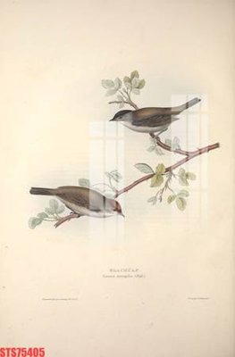 File PSD Tranh sơn dầu phương tây tổng hợp STS75405 (chất lượng in ấn)