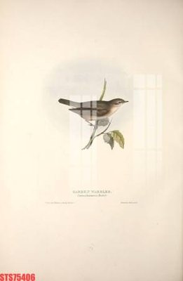 Hình ảnh file gốc in trần nhà Tranh sơn dầu phương tây tổng hợp STS75406