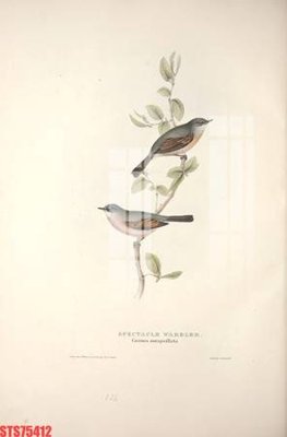 Tệp tin gốc Tranh sơn dầu phương tây tổng hợp STS75412 (dùng cho in ấn) chuyên nghiệp