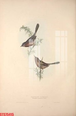 File tranh ảnh gốc Tranh sơn dầu phương tây tổng hợp STS75415 dùng cho in khổ lớn