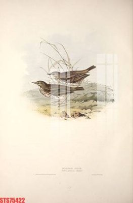 File tranh Tranh sơn dầu phương tây tổng hợp STS75422 (ảnh gốc) in trần xuyên sáng