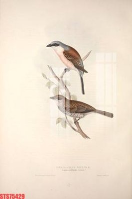 File gốc Tranh sơn dầu phương tây tổng hợp STS75429 (cho in ấn) từ kho Filetranh