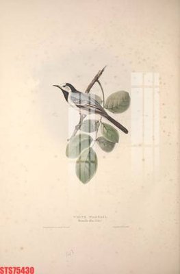 File tranh gốc in trần nhà Tranh sơn dầu phương tây tổng hợp STS75430 3D