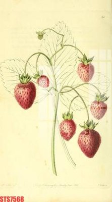 Ảnh mô tả file gốc in mica Tranh sơn dầu phương tây tổng hợp STS7568