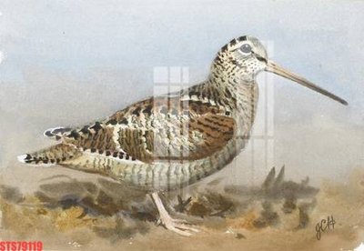 Tải file Tranh sơn dầu phương tây tổng hợp STS79119 (ảnh gốc) file TIFF