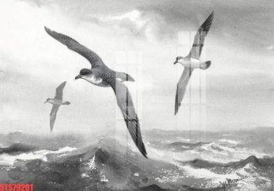 File tranh Tranh sơn dầu phương tây tổng hợp STS79201 (gốc) in vải canvas