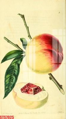 File PSD Tranh sơn dầu phương tây tổng hợp STS7925 (bản gốc) cho nhà in