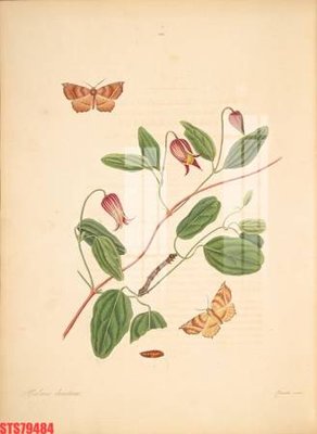 Tải file tranh Tranh sơn dầu phương tây tổng hợp STS79484 (gốc) tại Filetranh.com