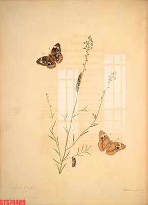 File tranh Tranh sơn dầu phương tây tổng hợp STS79489 (file gốc) chủ đề phong thủy