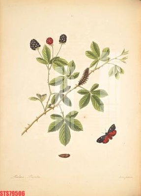 File gốc Tranh sơn dầu phương tây tổng hợp STS79506 (chuẩn CMYK) cho nhà in