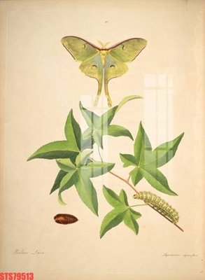 Tải file Tranh sơn dầu phương tây tổng hợp STS79513 (gốc) làm tranh trang trí