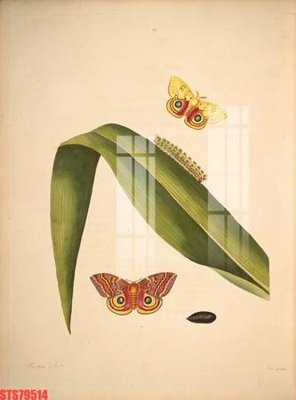 File gốc Tranh sơn dầu phương tây tổng hợp STS79514 (phong cách) tối giản