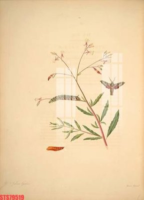 Chi tiết file gốc Tranh sơn dầu phương tây tổng hợp STS79519 (cho in tráng gương)