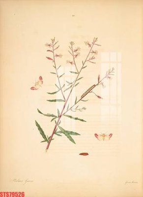 Mua file ảnh gốc Tranh sơn dầu phương tây tổng hợp STS79526 (chất lượng cao)