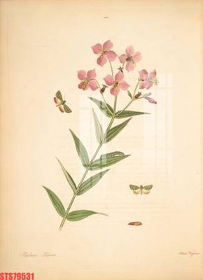 File in mica Tranh sơn dầu phương tây tổng hợp STS79531 (bản gốc) siêu trong