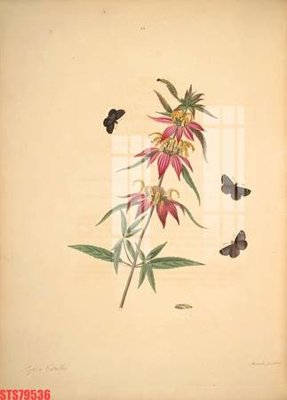 File gốc Tranh sơn dầu phương tây tổng hợp STS79536 (dành cho trang trí nội thất)