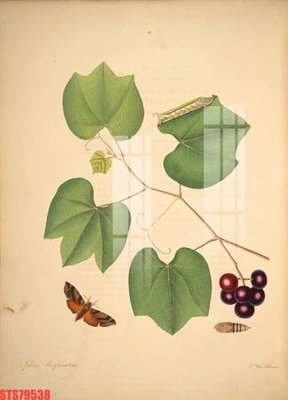 File tranh gốc Tranh sơn dầu phương tây tổng hợp STS79538 (bản đẹp) độc quyền