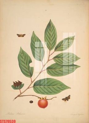 Download file gốc Tranh sơn dầu phương tây tổng hợp STS79539 (in mica) logo