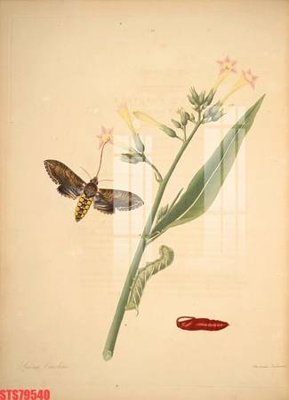 File gốc Tranh sơn dầu phương tây tổng hợp STS79540 (in lụa) cao cấp