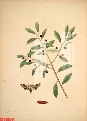 File in ấn Tranh sơn dầu phương tây tổng hợp STS79541 (bản gốc) từ file gốc