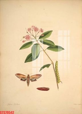 File gốc in mica Tranh sơn dầu phương tây tổng hợp STS79542 chất lượng