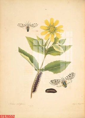 Tải file Tranh sơn dầu phương tây tổng hợp STS79552 (gốc) chủ đề phong thủy