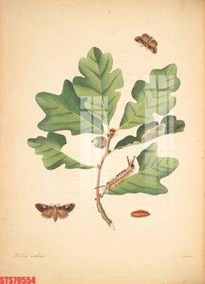 File tranh Tranh sơn dầu phương tây tổng hợp STS79554 (bản gốc) treo phòng ăn