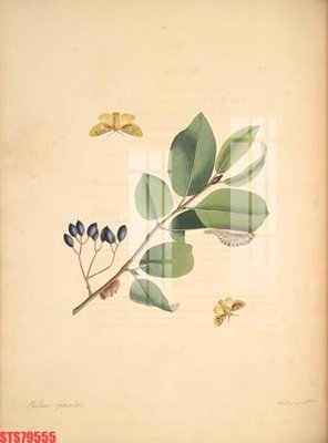 File gốc Tranh sơn dầu phương tây tổng hợp STS79555 (ảnh chi tiết) để in ấn