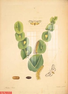 File gốc Tranh sơn dầu phương tây tổng hợp STS79558 (cho in ấn) từ kho Filetranh