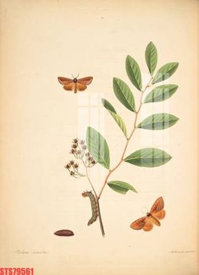 File in trần Tranh sơn dầu phương tây tổng hợp STS79561 (bản gốc) phong cảnh