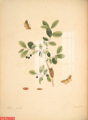 File tranh Tranh sơn dầu phương tây tổng hợp STS79562 (gốc) chủ đề động vật