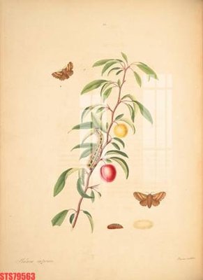 File tranh Tranh sơn dầu phương tây tổng hợp STS79563 (gốc) in vải canvas