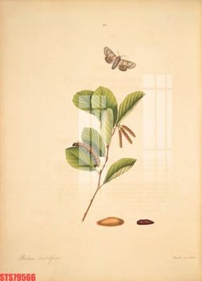 Tải file Tranh sơn dầu phương tây tổng hợp STS79566 (gốc) làm file thiết kế