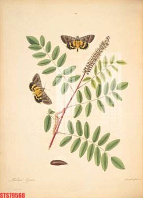 File gốc Tranh sơn dầu phương tây tổng hợp STS79568 (in tráng gương) nghệ thuật