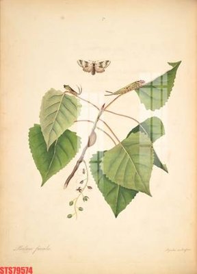 File tranh Tranh sơn dầu phương tây tổng hợp STS79574 (gốc) chủ đề tĩnh vật