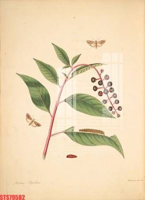 File in trần Tranh sơn dầu phương tây tổng hợp STS79582 (bản gốc 3D) sống động