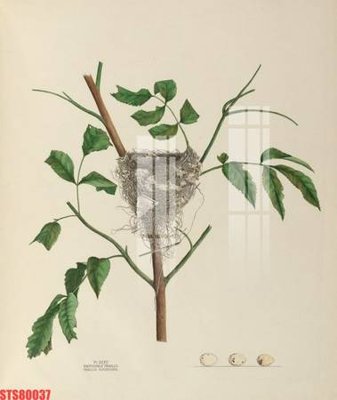 File PSD Tranh sơn dầu phương tây tổng hợp STS80037 (chất lượng in ấn)