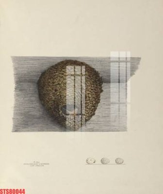 File gốc Tranh sơn dầu phương tây tổng hợp STS80044 (PNG) chất lượng cao