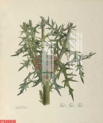 File gốc Tranh sơn dầu phương tây tổng hợp STS80046 (in lụa) tranh phong thủy