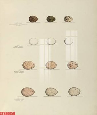 File ảnh gốc Tranh sơn dầu phương tây tổng hợp STS80050 không vỡ nét